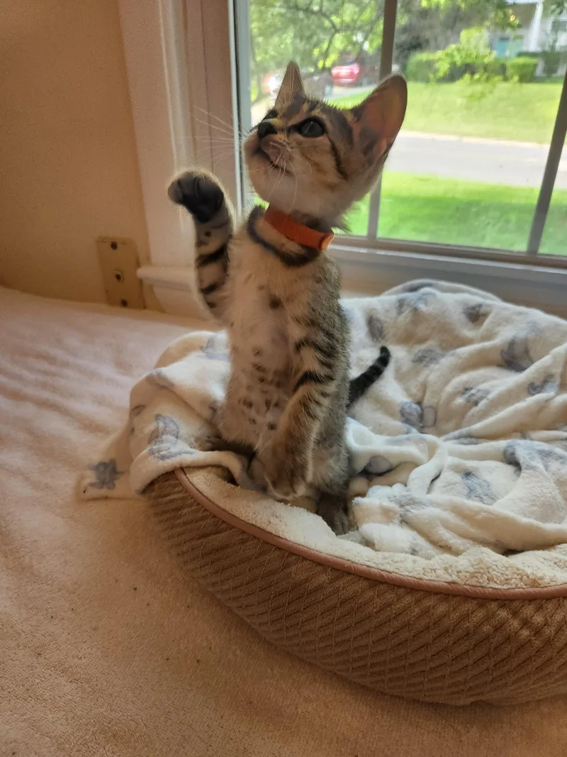 A baby medium-sized female Tabby (Brown / Chocolate) Tabby cat named CappuccinoStrong & Tasty for adoption in Laurel, MD