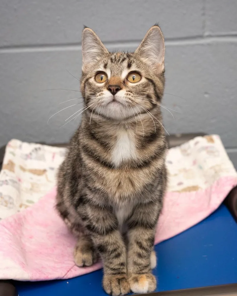A baby medium-sized female Domestic Short Hair cat named Jazzy for adoption in Boone, IA