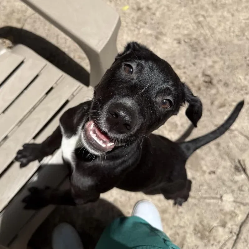 A baby large-sized male Black Mixed Breed dog named Frack for adoption in Middleburg, FL