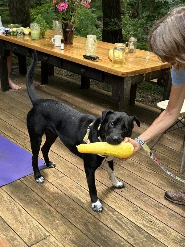 An adult large-sized male Labrador Retriever dog named Ace for adoption in Skillman, NJ