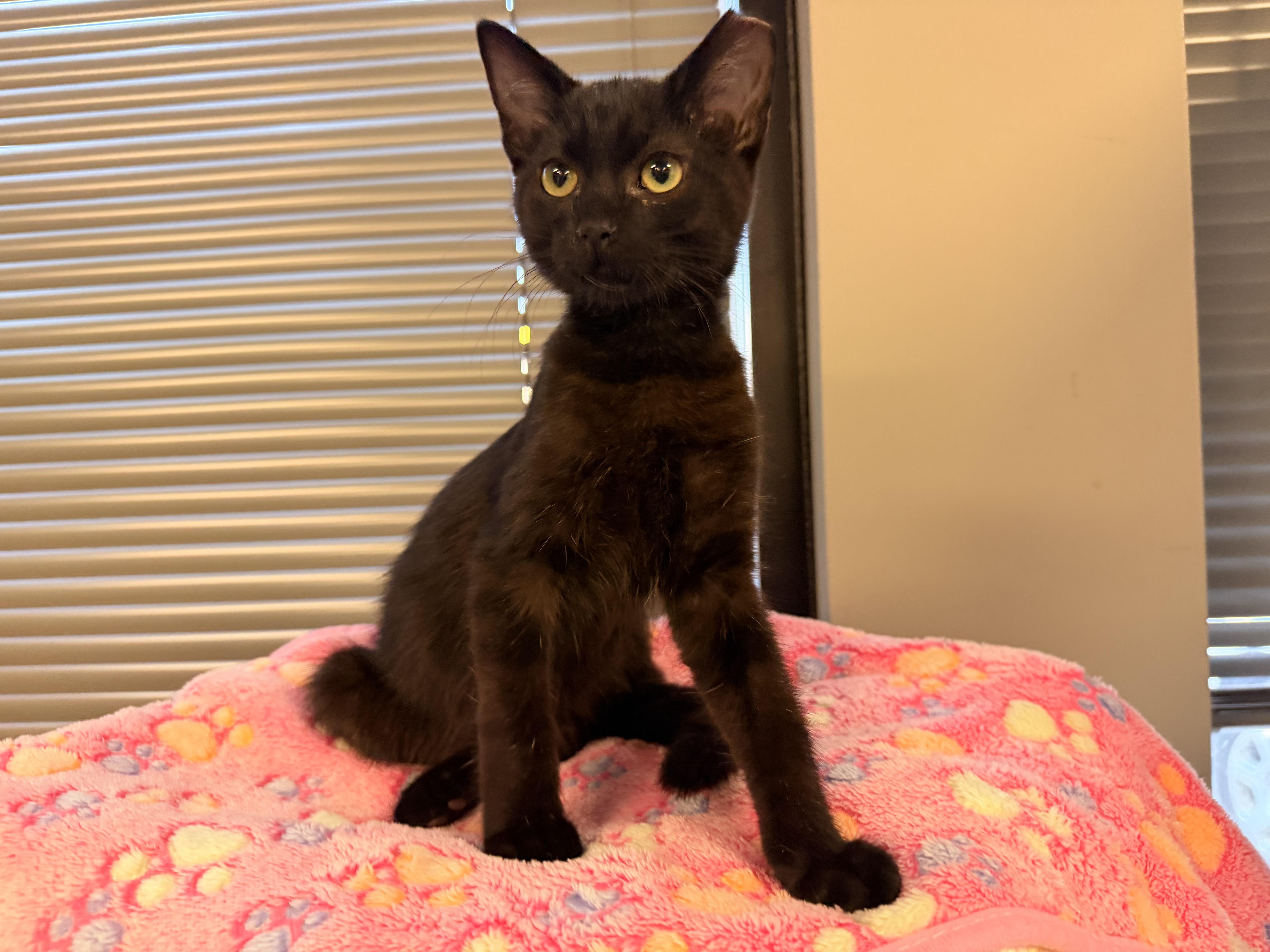 A baby medium-sized male Black Domestic Short Hair cat named Ninja for adoption in Batesville, AR