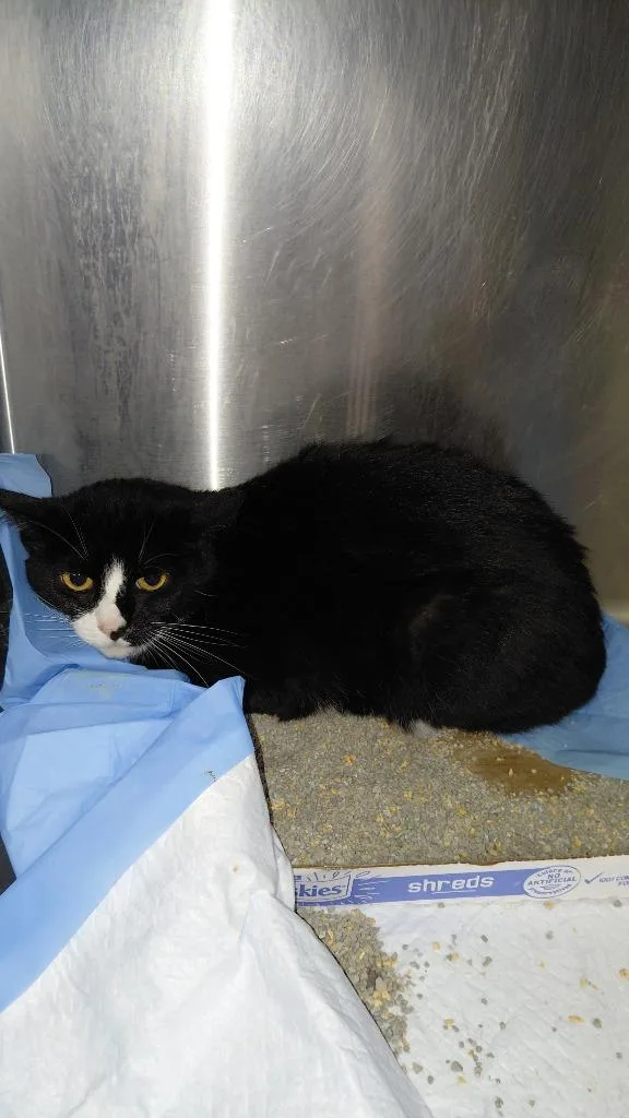 An adult medium-sized female Domestic Short Hair cat named Rylah for adoption in Cincinnati, OH