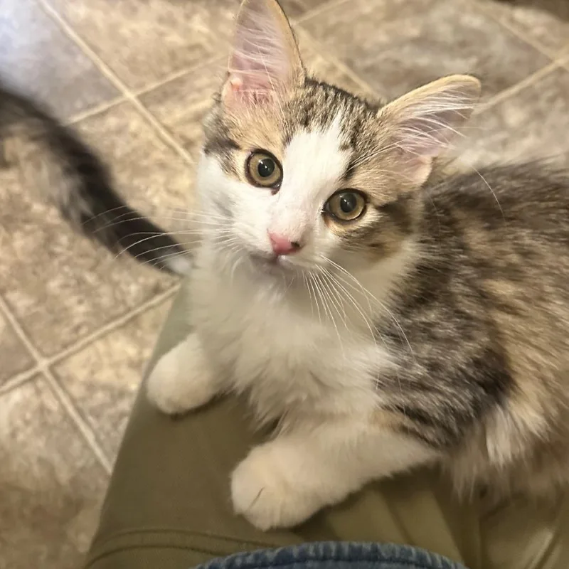 A baby small-sized female Brown / Chocolate Domestic Medium Hair cat named Diah C for adoption in Princeton, MN