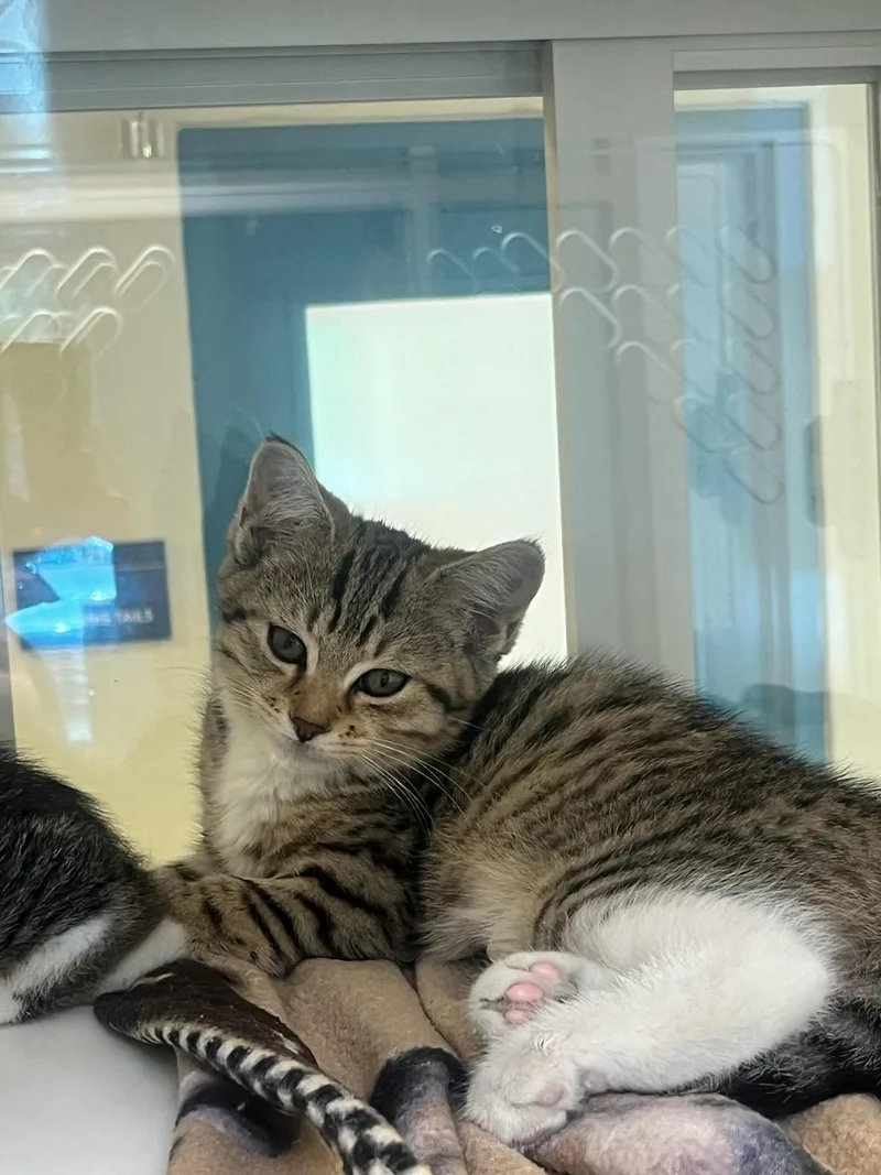 A baby small-sized female Domestic Short Hair cat named Frannie for adoption in Manassas, VA