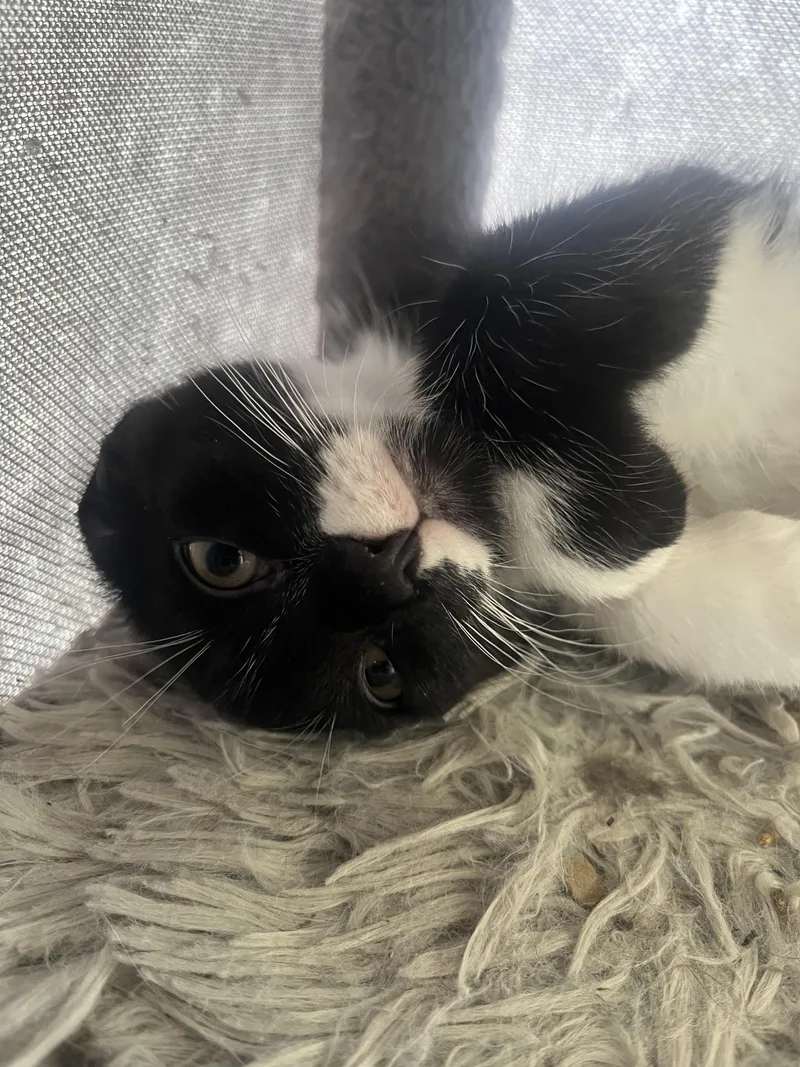 A baby small-sized male Black & White / Tuxedo Domestic Short Hair cat named Grady for adoption in Indianapolis, IN