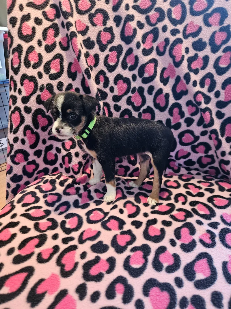 A baby small-sized female Feist dog named Feist Puppies for adoption in Greensboro, NC