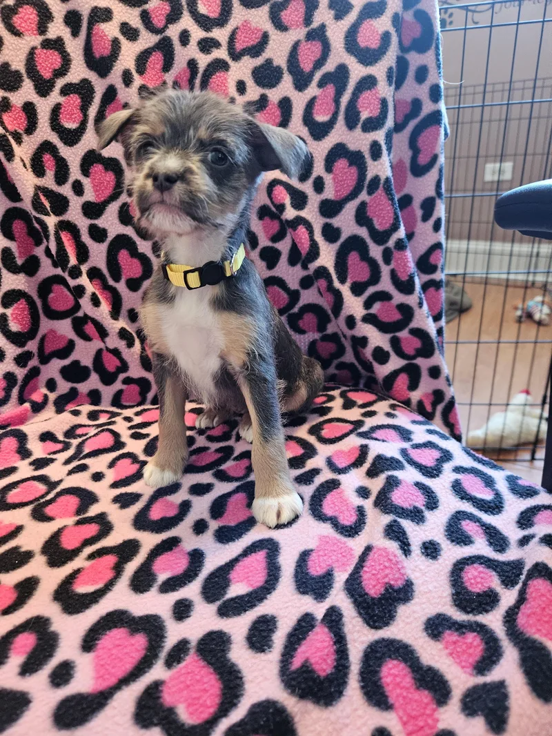 Feist Puppies thumbnail 2