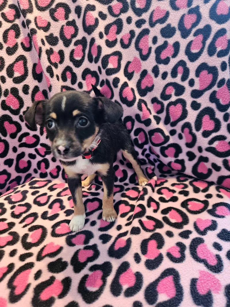 Feist Puppies thumbnail 3