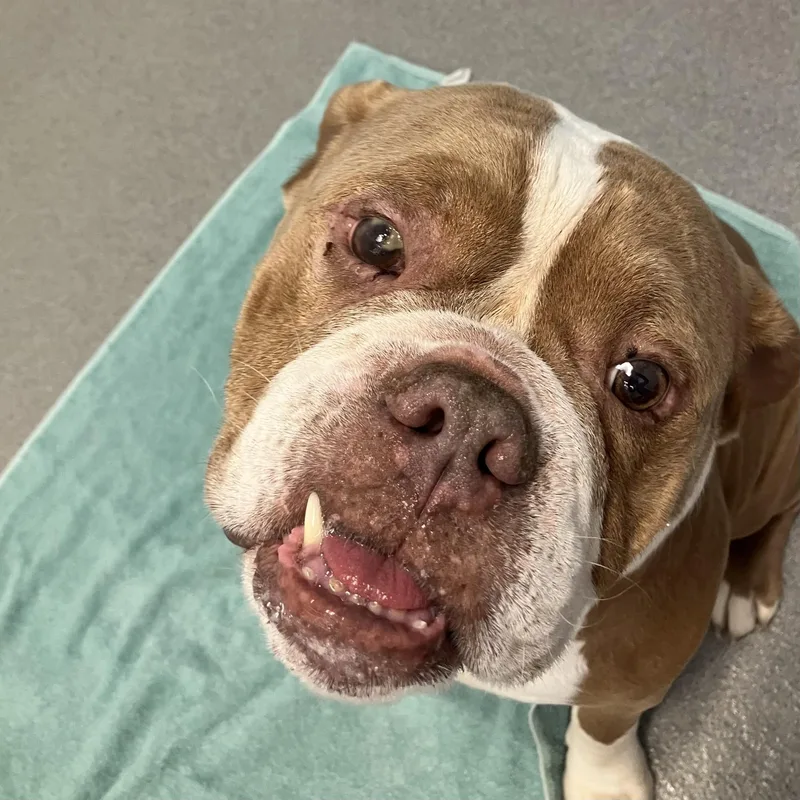 A senior large-sized male Yellow / Tan / Blond / Fawn Bulldog dog named Cassius for adoption in Hilliard, OH