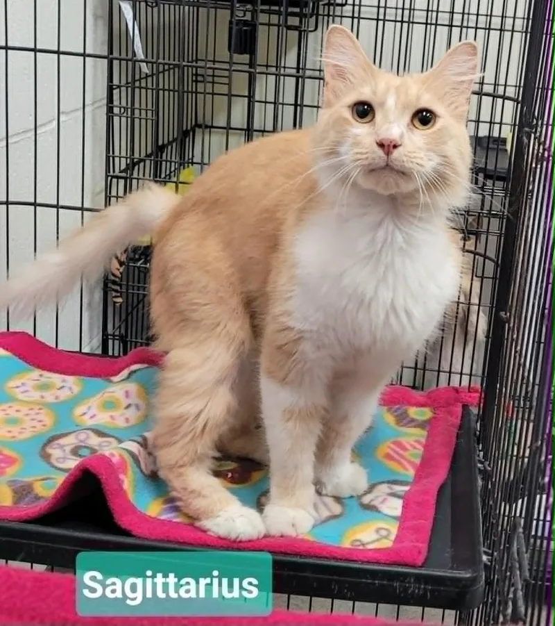 An adult medium-sized male Domestic Medium Hair cat named Sagittarius for adoption in Richmond, IN