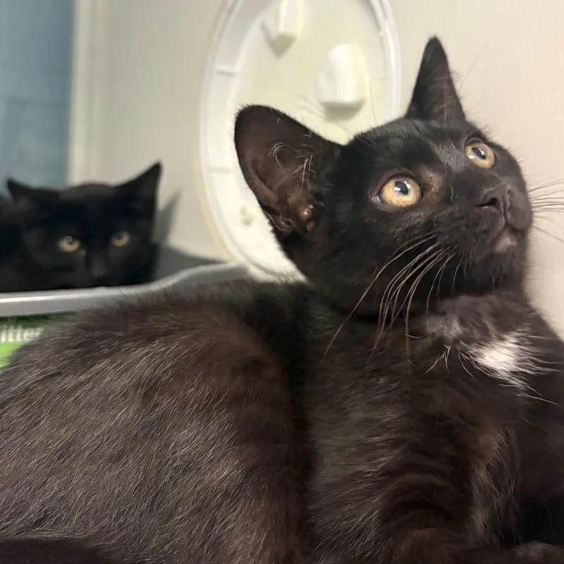 A baby small-sized female Black Domestic Short Hair cat named Rain for adoption in East Hanover, NJ