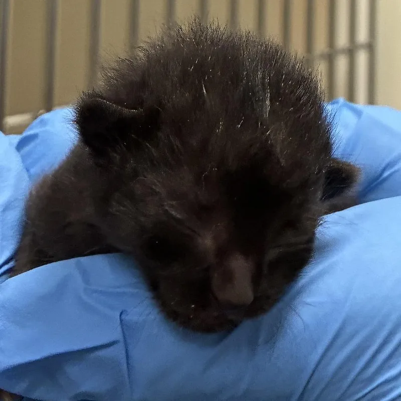A baby small-sized male Domestic Short Hair cat named 72356 for adoption in Harrisonburg, VA