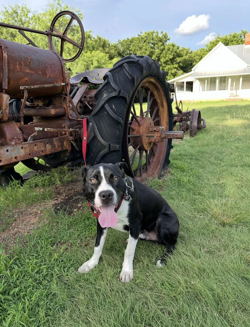 Buckwheat thumbnail 3