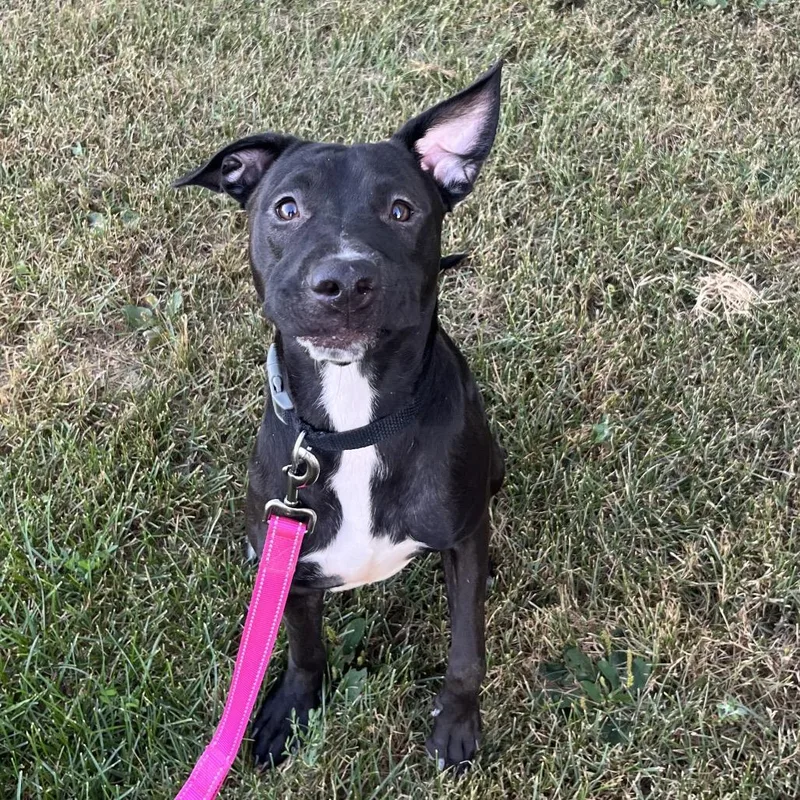 A young medium-sized female Pit Bull Terrier dog named Starry for adoption in Crookston, MN