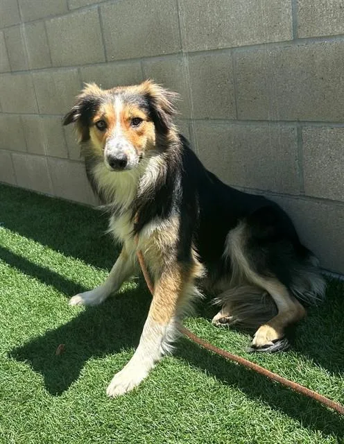 A young medium-sized male Collie dog named Ryland for adoption in San Luis Obispo, CA