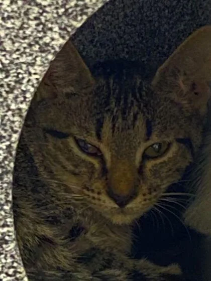 A baby medium-sized female Domestic Short Hair cat named Mrs. Maxine for adoption in Daytona Beach, FL