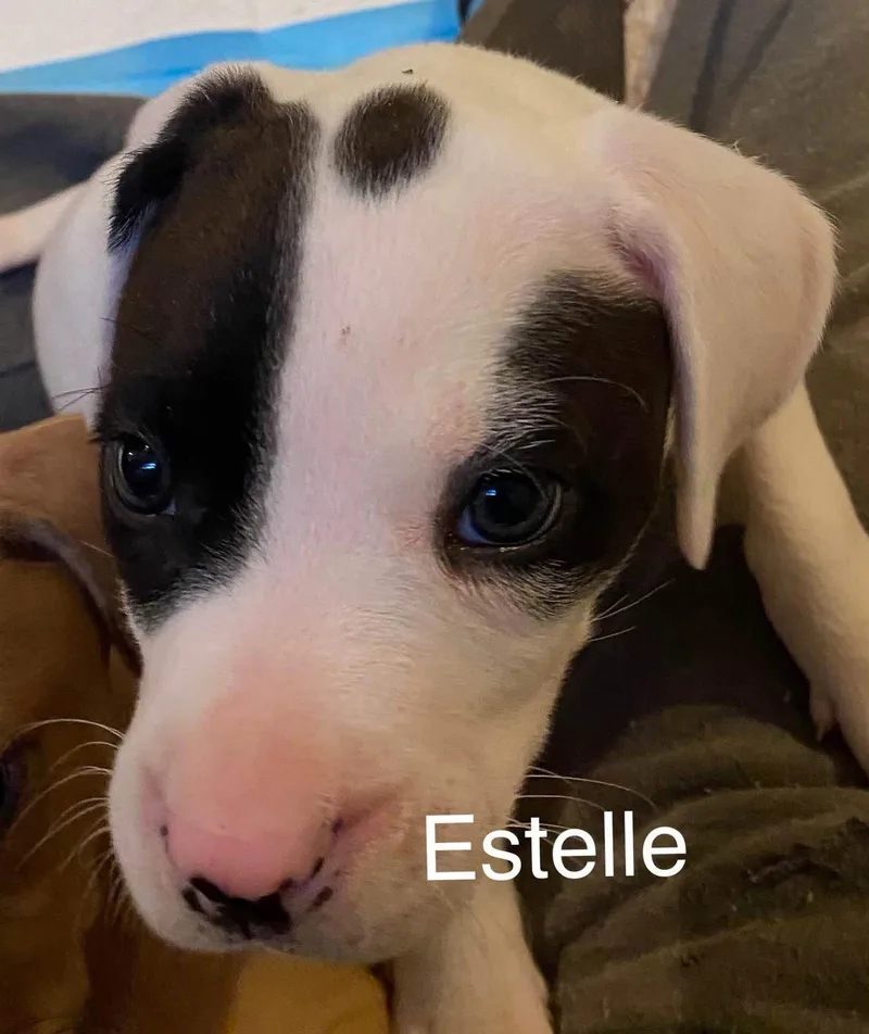 Estelle