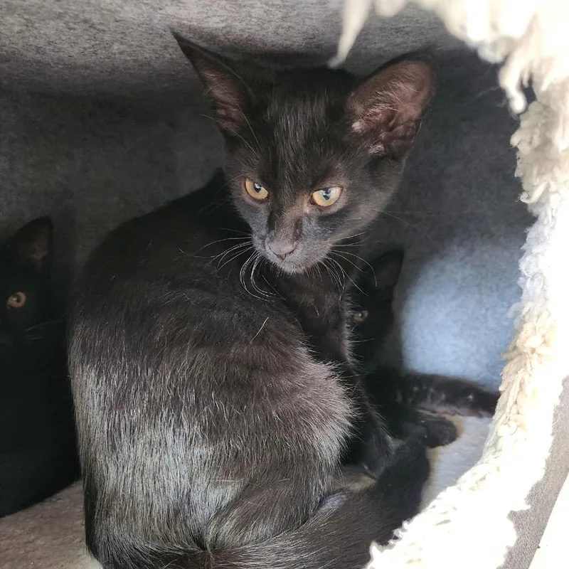 A baby small-sized female Black Domestic Short Hair cat named Sundae for adoption in Delaware, OH