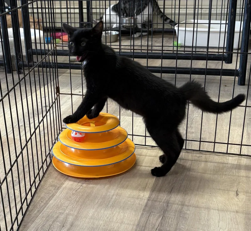 A young medium-sized female American Shorthair cat named Uma for adoption in Massapequa, NY