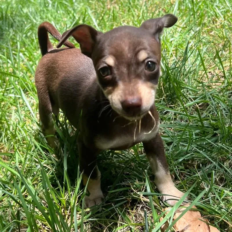 A baby small-sized female Brown / Chocolate Terrier dog named Ramona for adoption in Olathe, KS