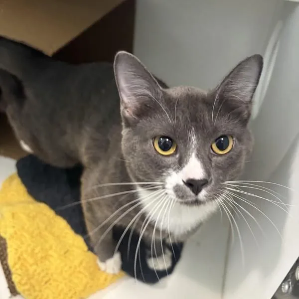An adult medium-sized male Domestic Short Hair cat named Leonard for adoption in Des Moines, IA