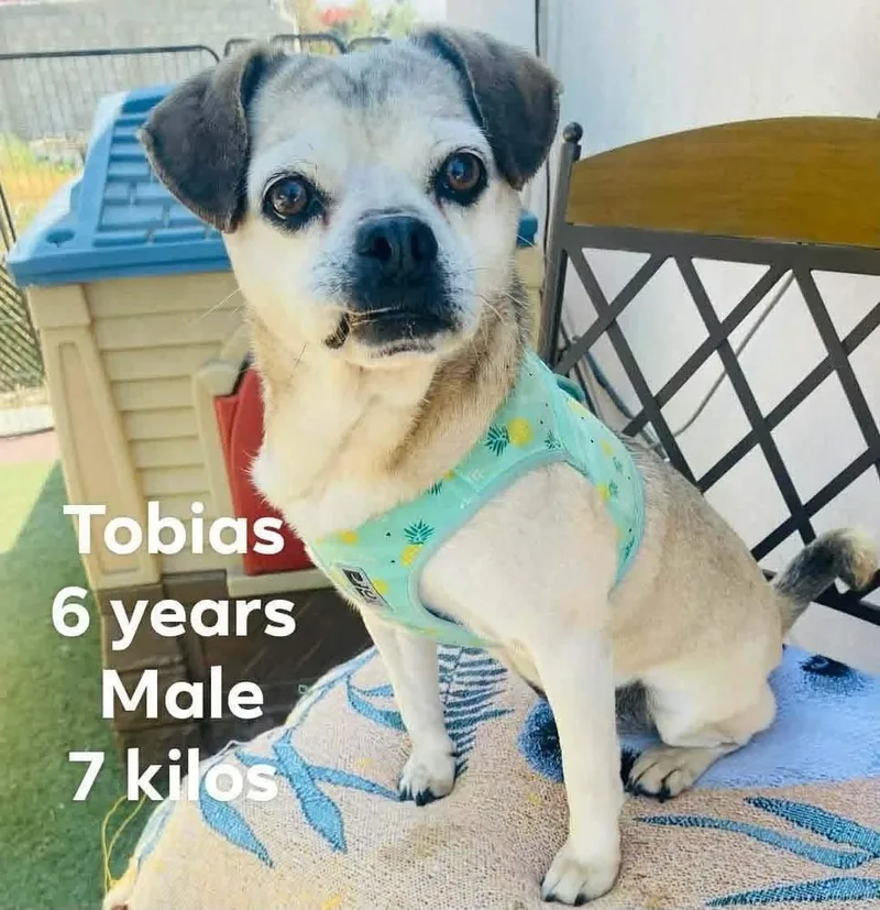 Tobias