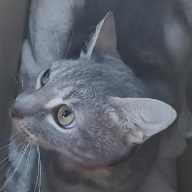 An adult medium-sized female Calico Domestic Short Hair cat named Cindy for adoption in Los Angeles, CA