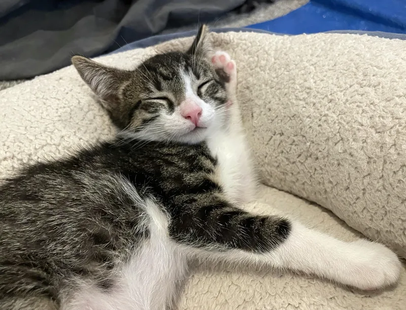 A baby small-sized male Tabby cat named Rigatoni for adoption in Burbank, CA