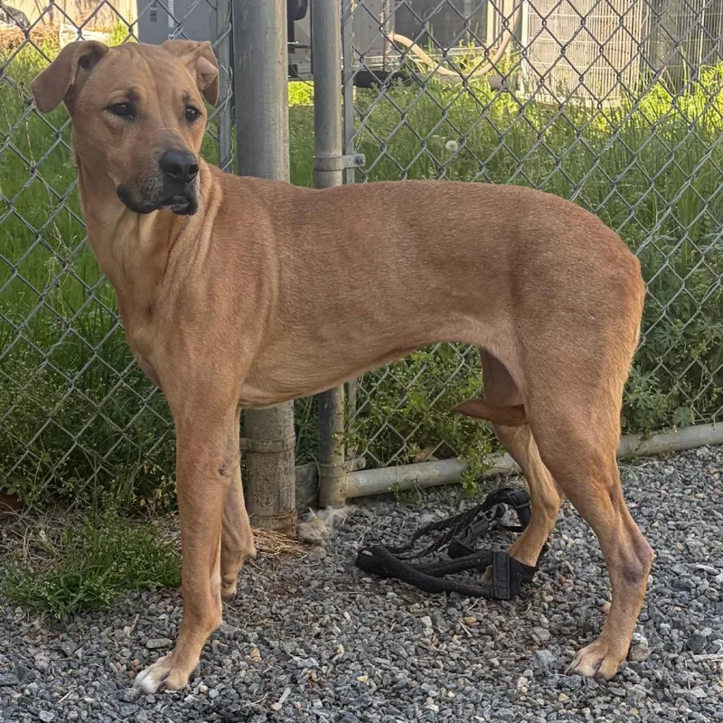 An adult large-sized female Yellow / Tan / Blond / Fawn Mixed Breed dog named Bubbles for adoption in Fredericksburg, VA