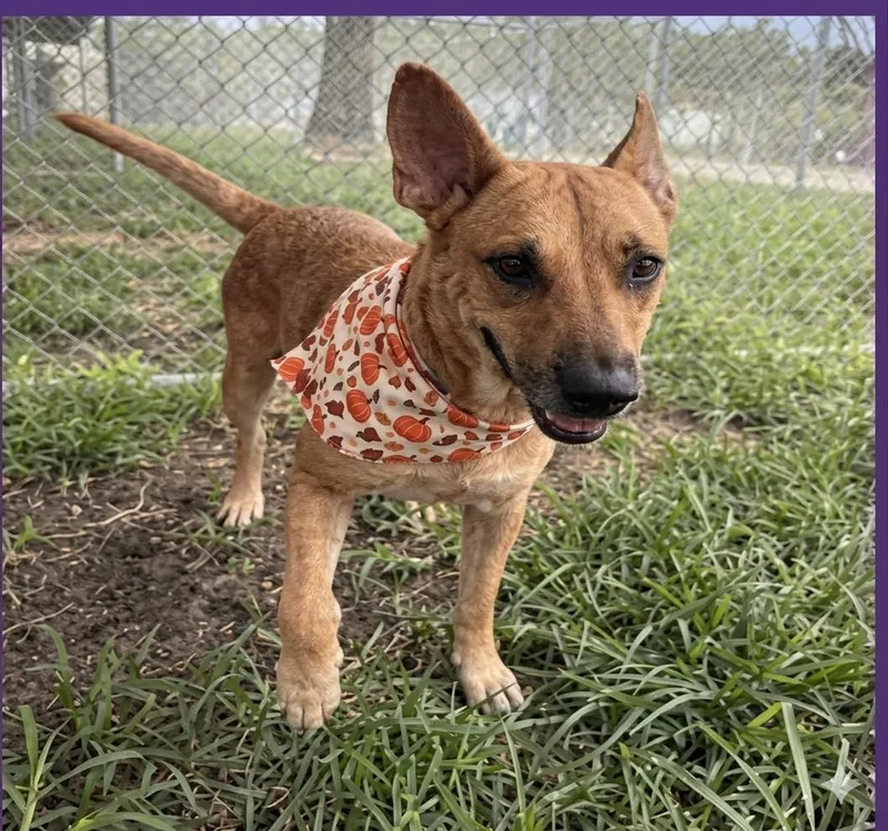 An adult medium-sized female Shepherd dog named Cindy for adoption in Houston, TX