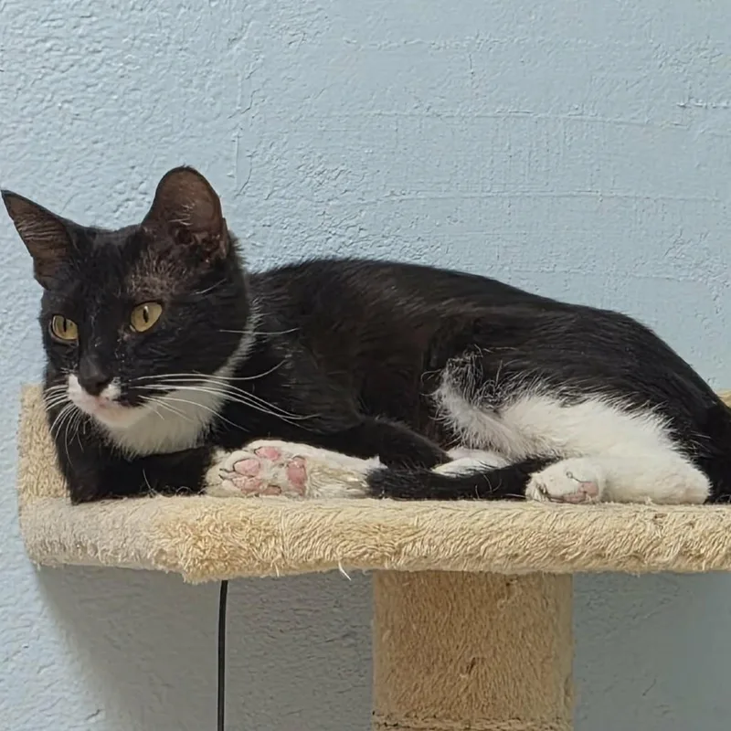 An adult medium-sized female Black Domestic Short Hair cat named Fantine for adoption in Las Cruces, NM