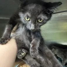 A baby small-sized male Black Domestic Short Hair cat named Habanero for adoption in Shinnston, WV