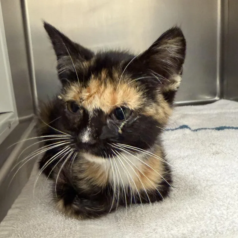 A baby small-sized female Black Domestic Short Hair cat named Tootsie for adoption in Santa Barbara, CA