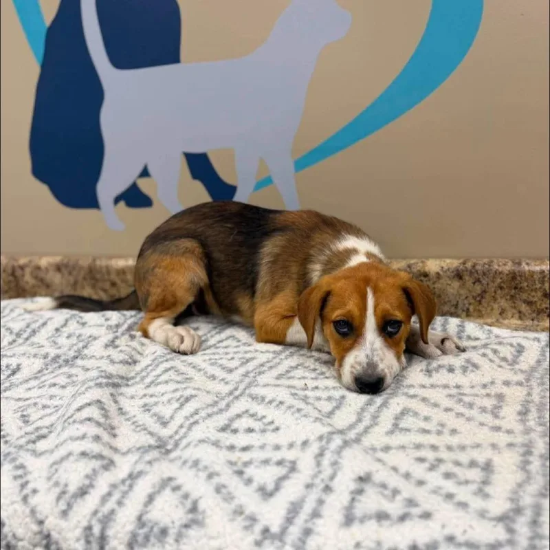 A baby medium-sized female Yellow / Tan / Blond / Fawn Beagle dog named Bella for adoption in Alexandria, VA