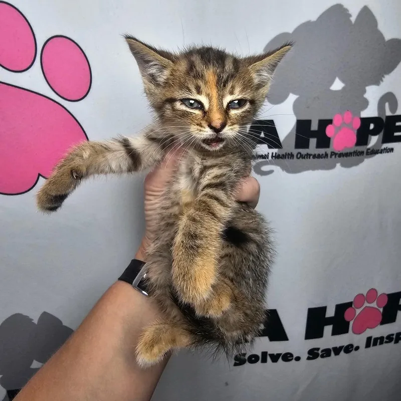 A baby small-sized female Torbie American Shorthair cat named Fender for adoption in Milton, FL