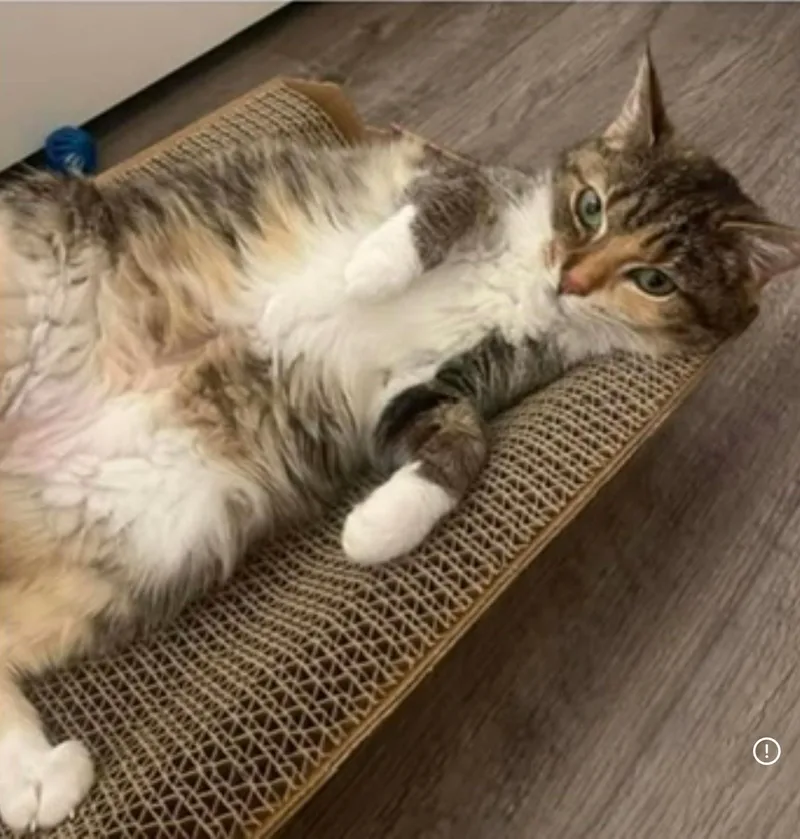 Cora The Cuddle Bug thumbnail 4