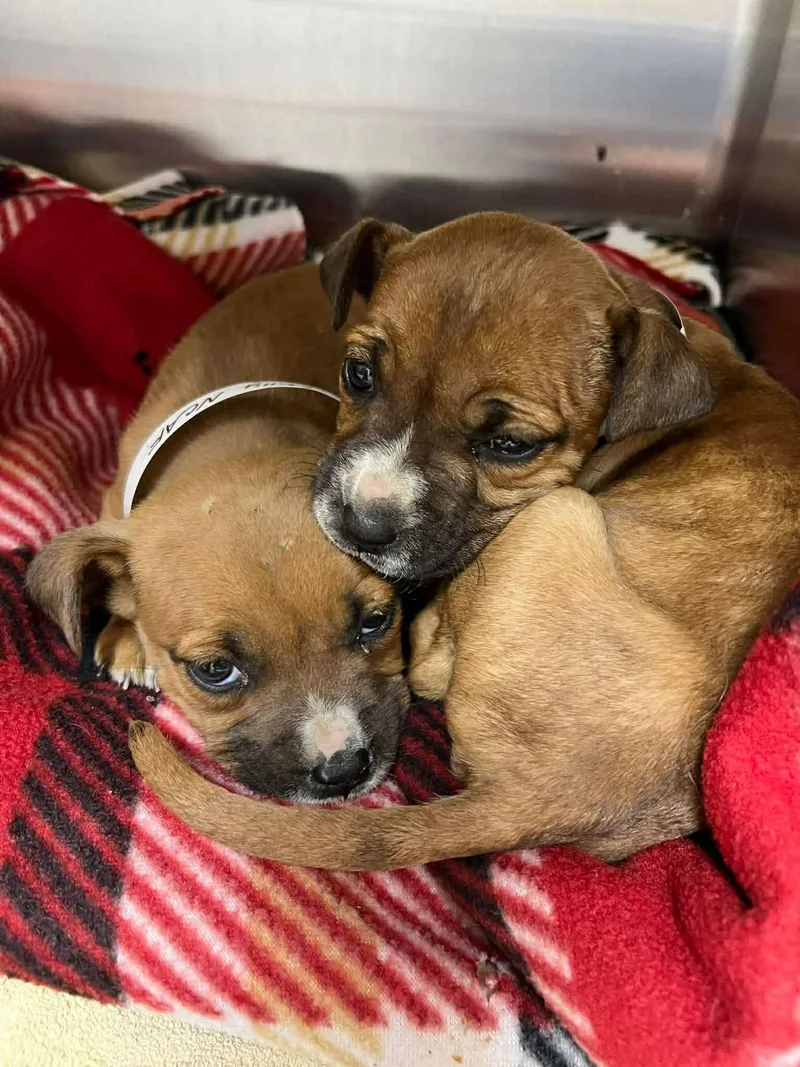 A baby large-sized male Boxer dog named Lux for adoption in Holly Springs, NC