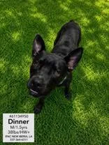 A young medium-sized male Black Terrier dog named Dinner for adoption in New Iberia, LA