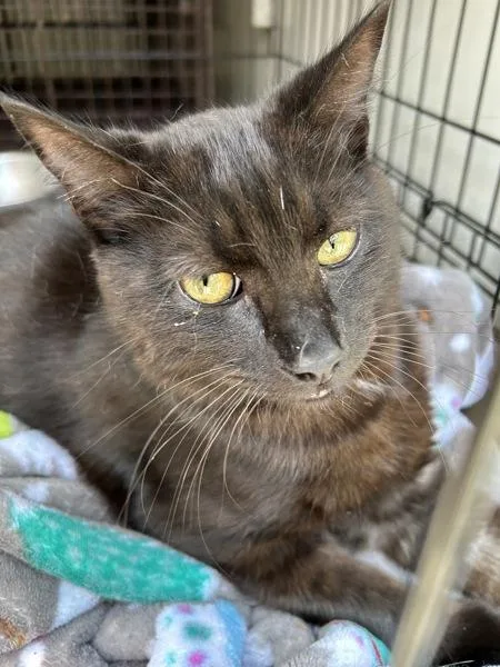 Berlioz