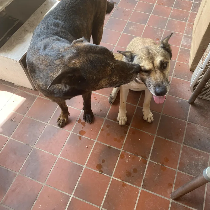 An adult medium-sized female Tricolor (Brown, Black, & White) German Shepherd Dog dog named Lady for adoption in San Antonio, TX