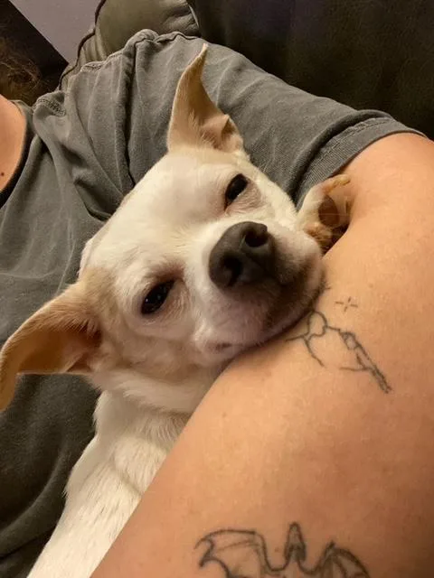 A young small-sized male White / Cream Chihuahua dog named Poncho for adoption in Tifton, GA