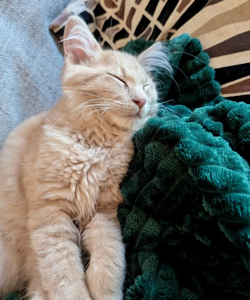 A baby small-sized male Domestic Medium Hair cat named Pebbles for adoption in Ferndale, MI