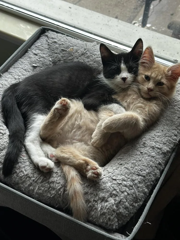 Pebbles thumbnail 4