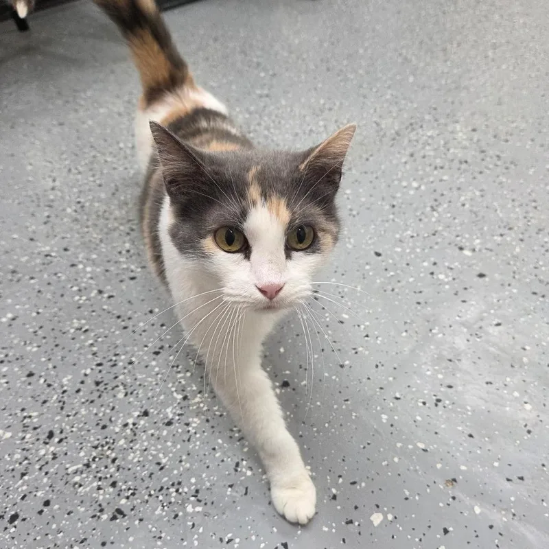 A senior medium-sized female Calico Domestic Short Hair cat named Fusilli for adoption in Pontiac, IL