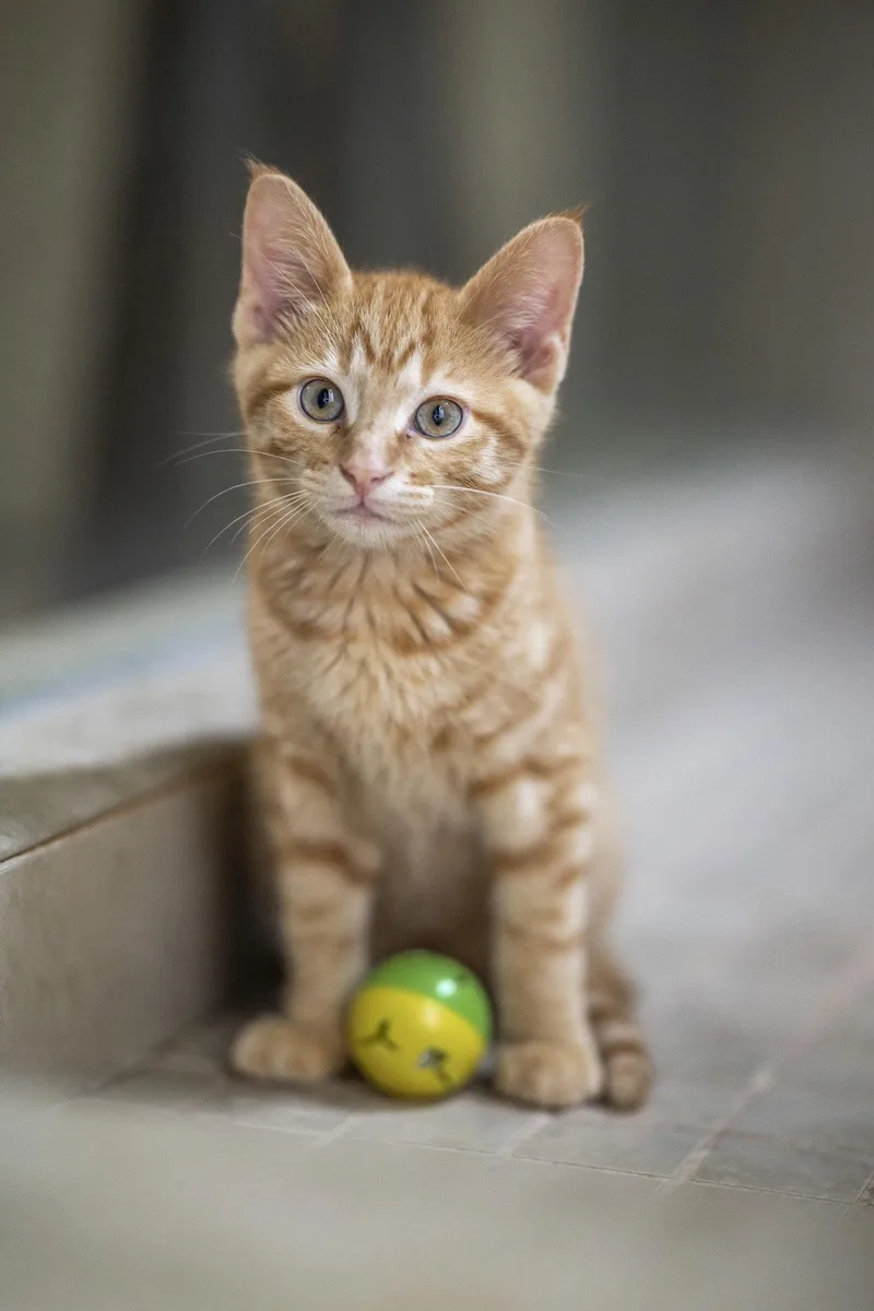 A young medium-sized male Orange / Red Domestic Medium Hair cat named Miso for adoption in Alpharetta, GA