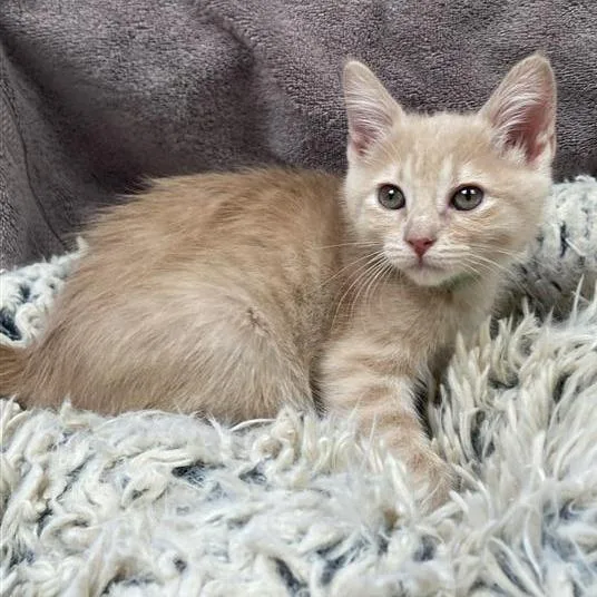 A baby small-sized female Orange / Red Domestic Short Hair cat named Cream for adoption in Long Beach, CA
