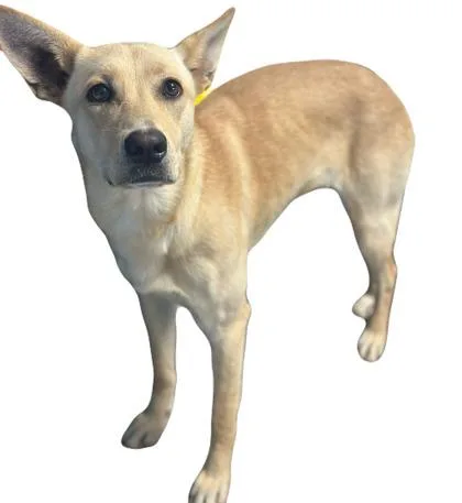 A young medium-sized female Labrador Retriever dog named Ivy for adoption in Red Bluff, CA