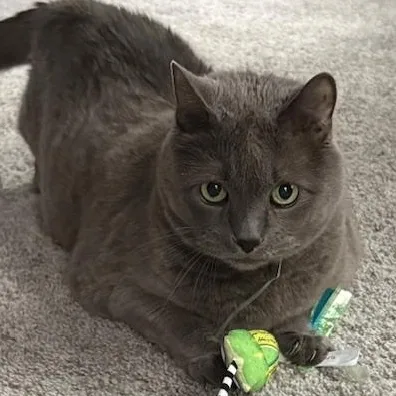 A senior large-sized male Gray / Blue / Silver Russian Blue cat named Larry for adoption in HANSON, MA