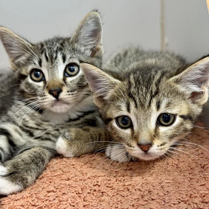 A baby small-sized female Brown / Chocolate Domestic Short Hair cat named Gala for adoption in Oakland, CA