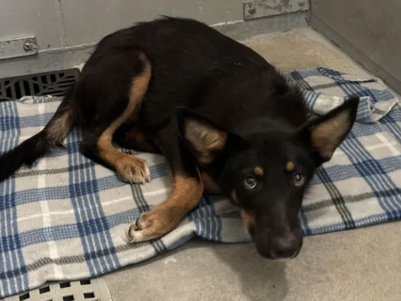 A young medium-sized male German Shepherd Dog dog named Bing for adoption in Houston, TX